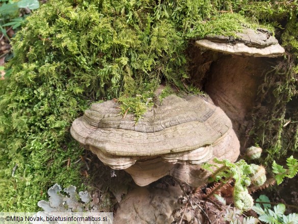 Ganoderma applanatum