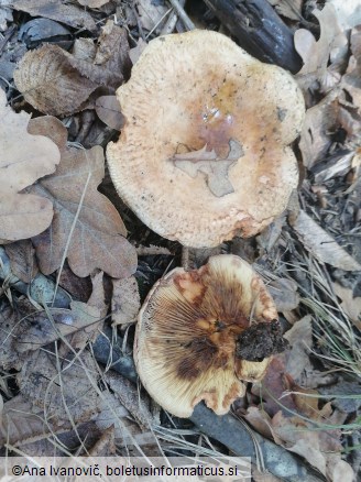 Paxillus involutus