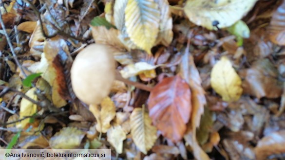 Oudemansiella radicata