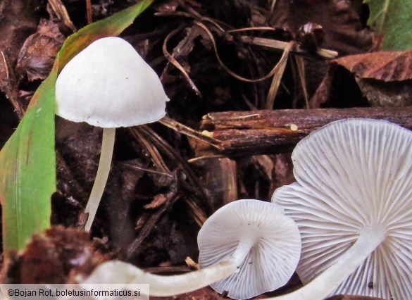 Hemimycena cucullata