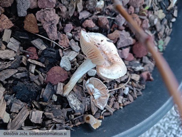 Agrocybe putaminum