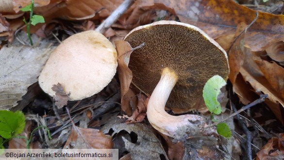 Suillus bovinus