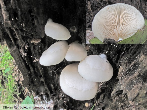 Crepidotus applanatus