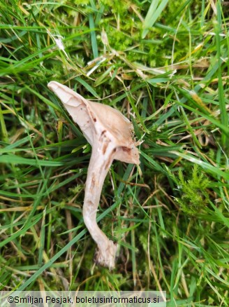 Clitocybe rivulosa