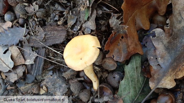 Cantharellus amethysteus