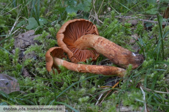 Cortinarius rubellus