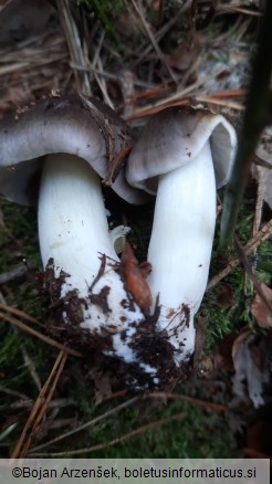 Tricholoma portentosum