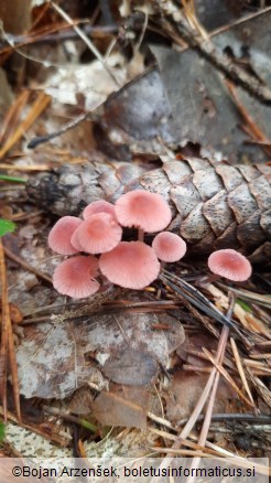 Mycena rosella