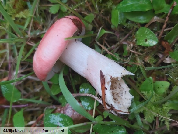 Russula sanguinaria