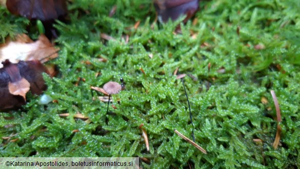 Marasmius wettsteinii