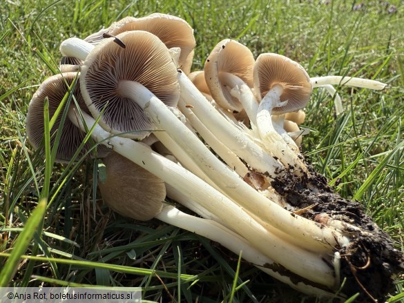 Psathyrella leucotephra