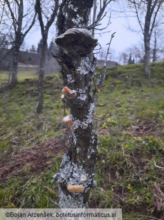 Phellinus pomaceus