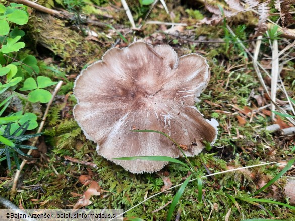 Megacollybia platyphylla