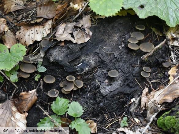 Simocybe centunculus