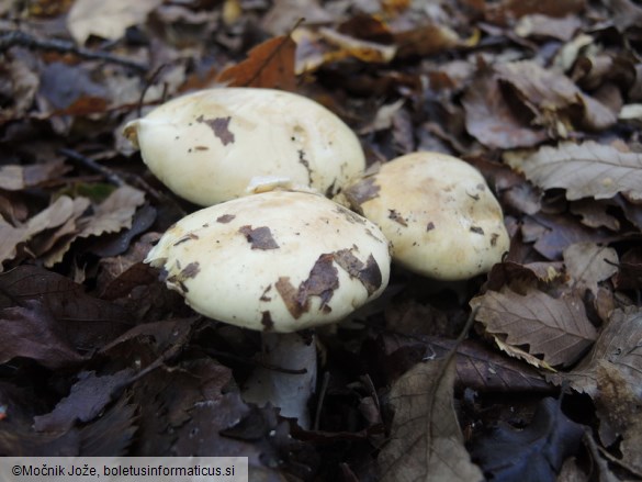 Cortinarius rapaceus