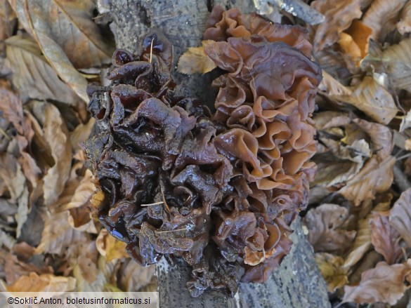 Phaeotremella frondosa
