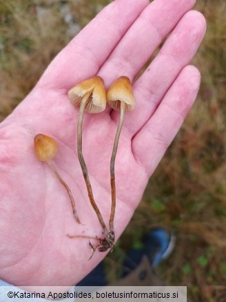 Psilocybe semilanceata f. sterile