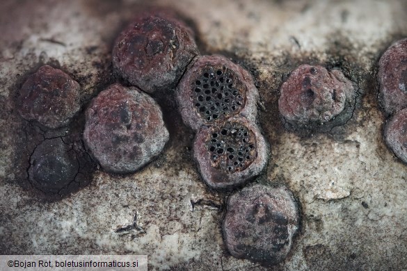 Hypoxylon fuscum