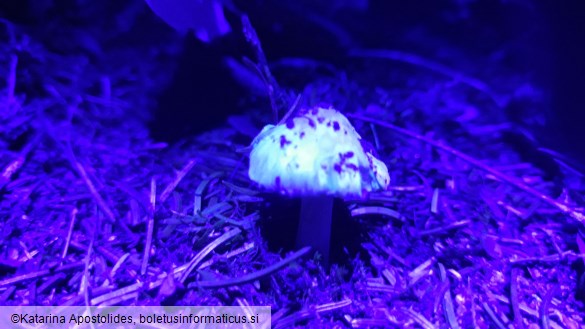 Inocybe geophylla