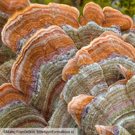 Stereum subtomentosum