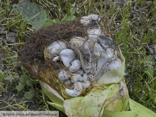 Mycosarcoma maydis
