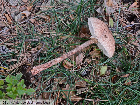 Macrolepiota fuliginosa