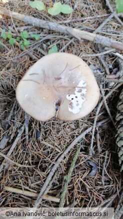Lepista glaucocana