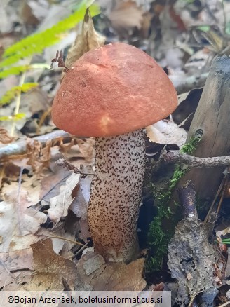 Leccinum quercinum