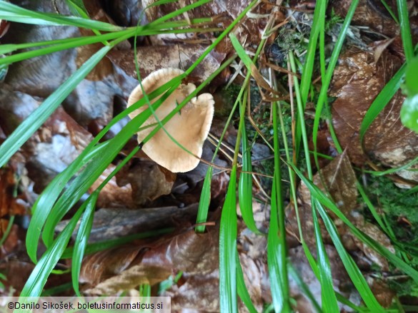 Clitocybe gibba