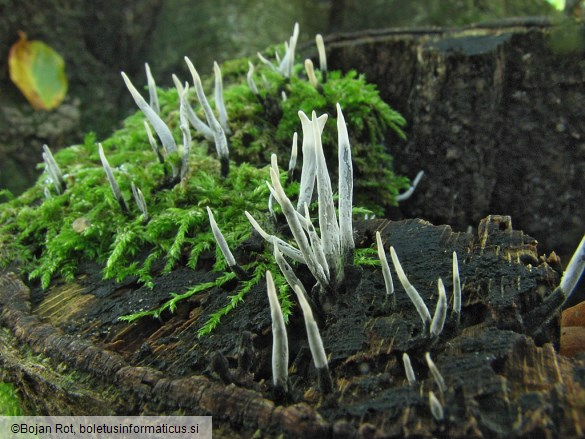 Xylaria hypoxylon