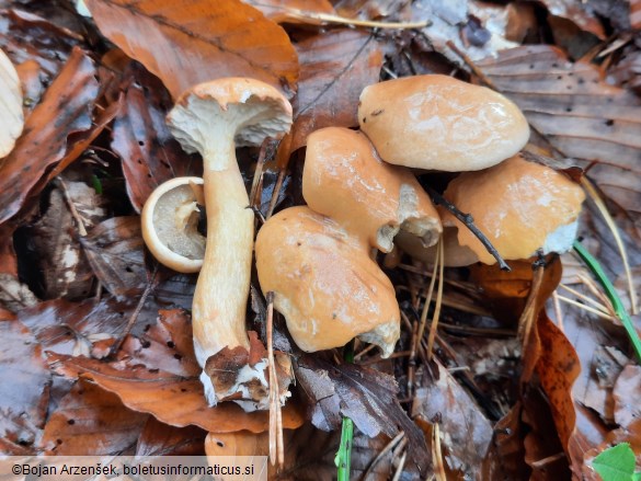 Suillus bovinus