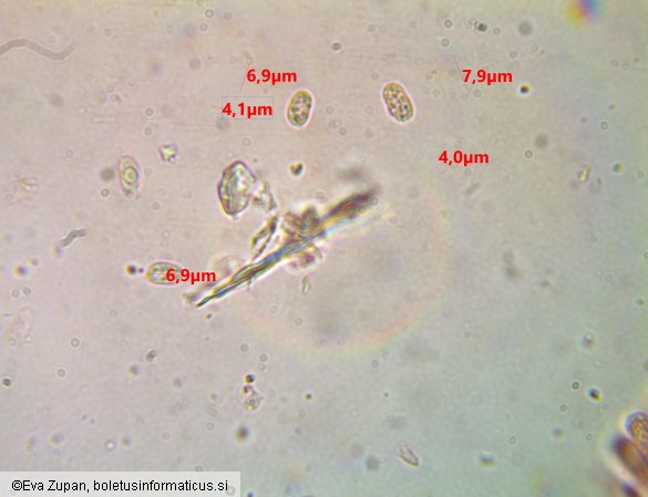 Lignomyces vetlinianus