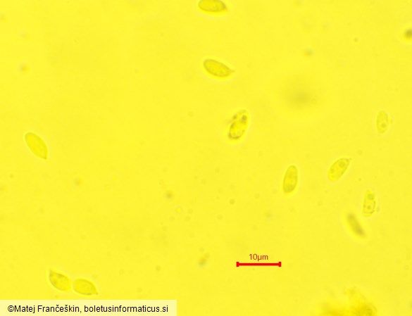Mycetinis scorodonius