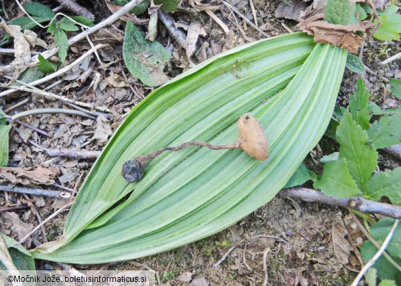 Dumontinia tuberosa