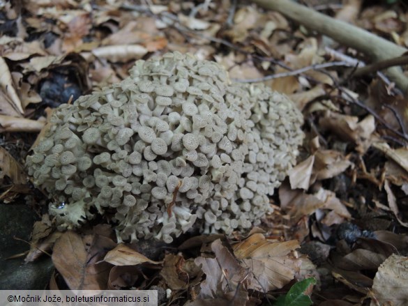 Polyporus umbellatus