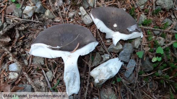 Russula azurea