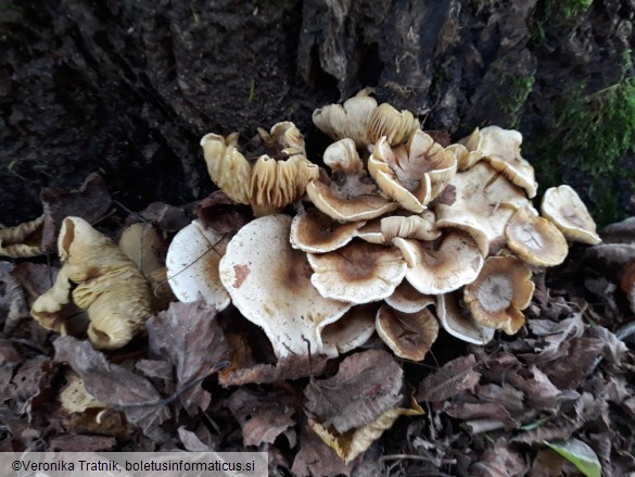 Armillaria ostoyae