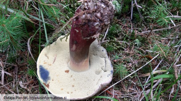 Boletus calopus