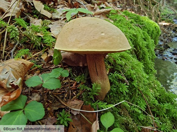 Suillellus luridus