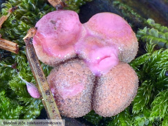 Lycogala confusum