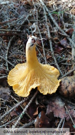 Cantharellus cibarius