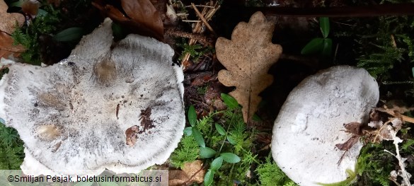 Tricholoma pardinum