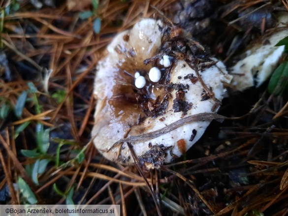 Asterophora lycoperdoides