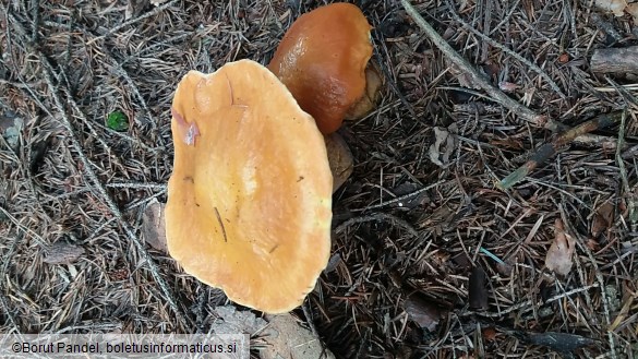 Suillus grevillei