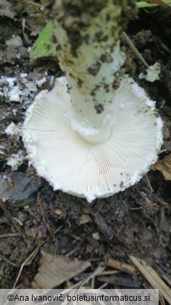 Amanita strobiliformis