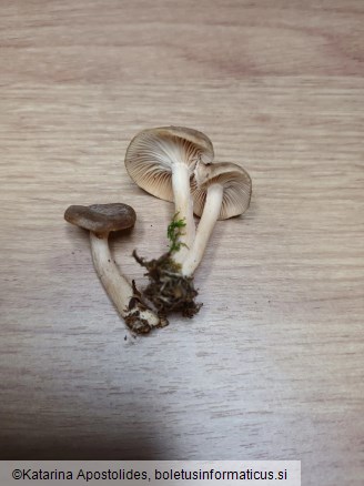 Rhizocybe pruinosa