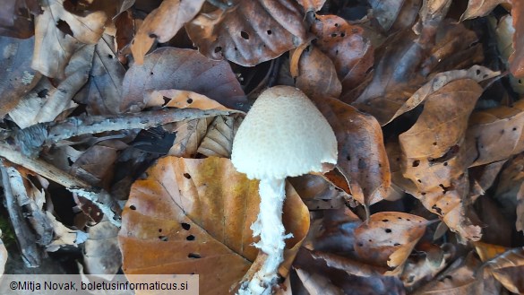 Lepiota clypeolaria