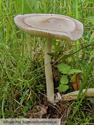 Amanita battarrae