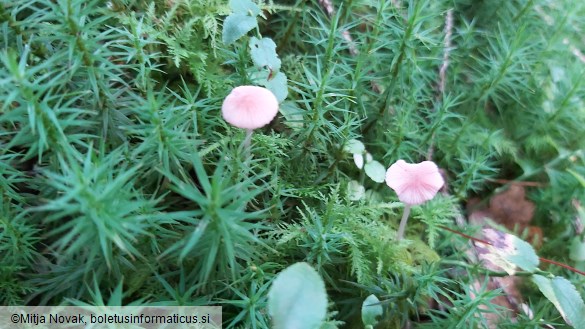 Mycena rosella