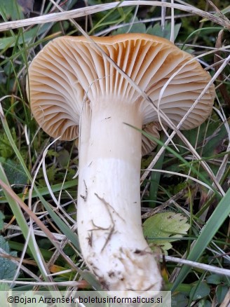 Cuphophyllus pratensis